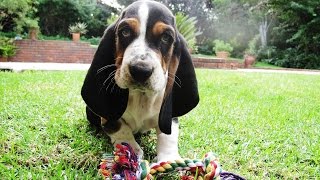 Basset Hound Puppy [upl. by Laveen976]