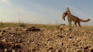 Coyote Predators  Natural World  BBC Earth [upl. by Hazen595]