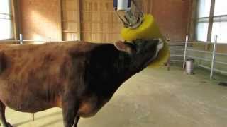 Dairy Bull Scratching himself with a Rotating Cattle Brush [upl. by Ellary]