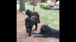 Bouvier Dog Two Stepping bouvierdesflandres shorts dog [upl. by Alekahs]