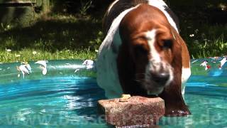 Basset Hund in Zeitlupe [upl. by Annalla]