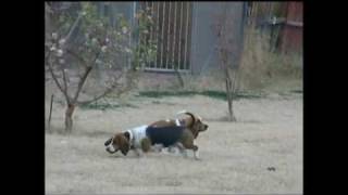 Funniest Basset Hound Video Ever [upl. by Casabonne690]