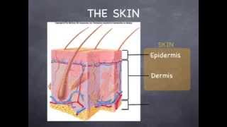 Lecture 41 The Integumentary System [upl. by Rintoul]