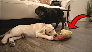 LABRADOR PUPPIES HAVE PUPPY PLAYDATE [upl. by Ahsilet103]