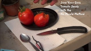 Save Tomato Seeds with the No Mold Method [upl. by Funda]