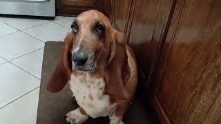 Rosy the basset hound says lets eat [upl. by Schertz490]