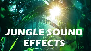 Jungle and Rainforest Sound Effects  Tropical Forest Ambiences from Costa Rica [upl. by Gildea183]