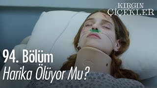 Harika ölüyor mu  Kırgın Çiçekler 94 Bölüm [upl. by Auof]