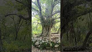 ancient tree🌳🌳 shorts ytshort tree horrorstories youtubeshorts [upl. by Inez]