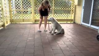 Maremma puppy learning the command stay [upl. by Dewain]