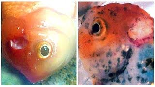 Medication  Cure for Goldfish HOLE IN THE HEAD Disease [upl. by Acyssej]