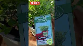 Introducing Better Boxwood The BlightResistant Boxwood That Will Change the Game fallplanting [upl. by Ardnossac860]