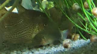 L183 Corydoras eversi und junge Corydoras similis 😘 [upl. by Minica]