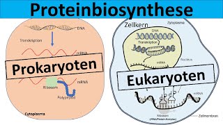 Proteinbiosynthese  Prokaryoten und Eukaryoten im Vergleich [upl. by Eedebez748]