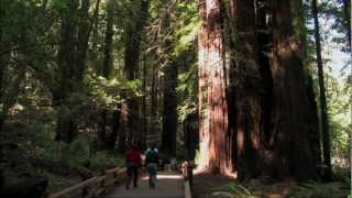 Muir Woods National Monument Tour  HD [upl. by Carola]