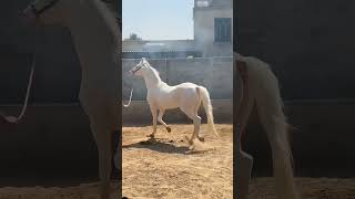 white Horse horselover horseriding horse love animals [upl. by Plath274]