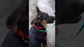 HandsFree Dog Leash for Puppies [upl. by Yasdnil]