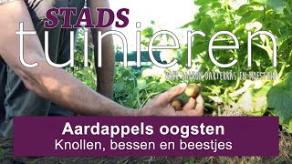 Stadstuinieren  Aardappels oogsten  Knollen bessen en beestjes moestuin [upl. by Neuberger]