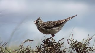 Alondra común Alauda arvensis Eurasian Skylark [upl. by Nylak150]