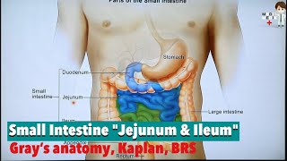 Small Intestine quotJejunum amp Ileumquot Anatomy 79 [upl. by Marybella571]