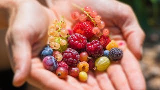 Harvesting 12 DIFFERENT kinds of BERRIES at ONCE from the GARDEN [upl. by Enyrat]