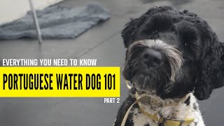 How Does A Dog Drink Water [upl. by Benjy]