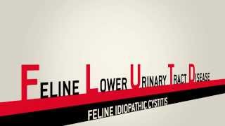 How to prevent feline lower urinary tract disease FLUTD in your cat  Purina [upl. by Duwad]