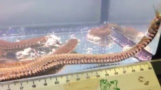 Monster Bobbit worm Eunice aphroditois discovered at Maidenhead Aquatics  Woking [upl. by Ennayoj805]