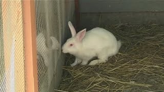 Petco recommitting to adoptiononly policy for rabbits [upl. by Ackerman420]