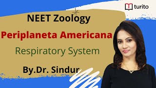 Periplaneta Americana5  Respiratory System Of Cockroach  NEET Zoology  Class XI  DrSindur [upl. by Bigod776]