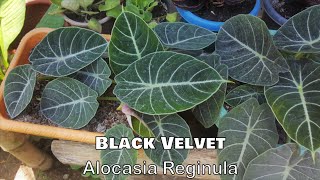 Ornamental Plants The Philippines With Names Including Scientific Name Part 9 [upl. by Acassej]