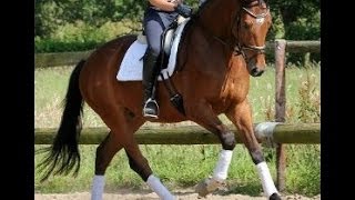 wwwsporthorsesonlinecom 2009 Hanoverian gelding 161 hh price range I [upl. by Saenihp358]