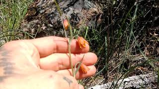 Fritillaria eastwoodiae [upl. by Notreve64]