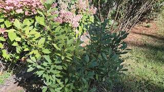 Western Sandcherry Prunus pumila var besseyi zone 2 shrub in Sherwood Park AB with TreeTimeca [upl. by Ettennal716]