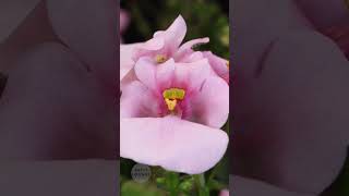 diascia flower blooming flowers gardening [upl. by Adil]