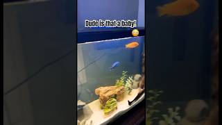 How did that happen😳Fish Cichlid Pets [upl. by Melinde]