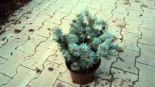 Picea pungens Glauca Globosa [upl. by Talanta]