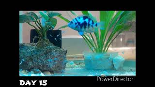 CONVICT CICHLID  BLUE POLAR PARROT FISH BREEDING [upl. by Artair]