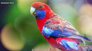 Facts of Crimson rosella Platycercus elegans   All Information Habitats Care Lifespan Diet Range [upl. by Gwenn]