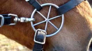 How to Tack Up a Horse Putting on and Taking off the Bridle [upl. by Licec]