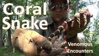 The Venomous Coral Snake Encounters and Identification [upl. by Sheryl717]