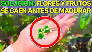 🍋 ¿Por qué se CAEN las FLORES y FRUTOS de tu LIMONERO ✅ 7 SOLUCIONES [upl. by Popper]