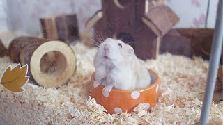 SETTING UP AN AUTUMNAL HAMSTER CAGE  IKEA DETOLF  2018 [upl. by Odnam47]