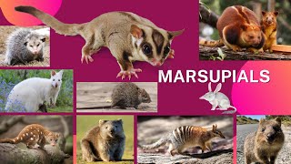 List Of Marsupials Animal Name  Suma English Vocabulary  Marsupial Mammals [upl. by Westbrooke]