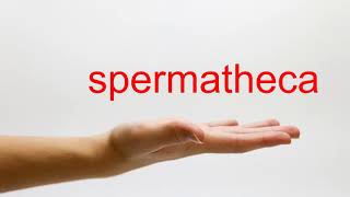 How to Pronounce spermatheca  American English [upl. by Breeze]