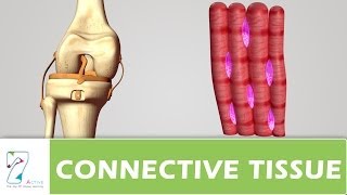 CONNECTIVE TISSUE  PART 02 [upl. by Anwat886]