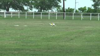 Lure Coursing Whippets Finals Denton TX April 14 2012 [upl. by Nomra]