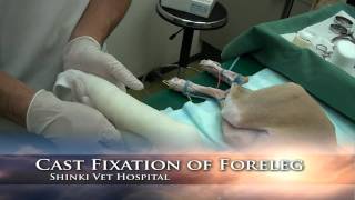 Cast fixation of foreleg [upl. by Louanne]