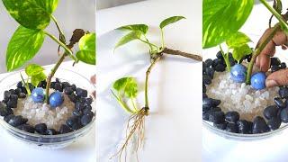 Money plant decoration with black pebbles and white stones [upl. by Bortz]