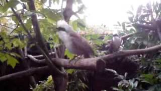 Whitecrested laughing thrush Garrulax leucolophus [upl. by Nojad920]